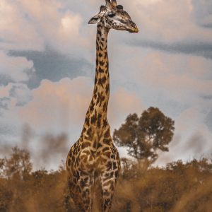 Vintage Girafe