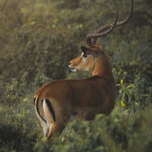 Animalier
