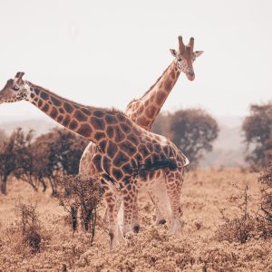 Twins girafe