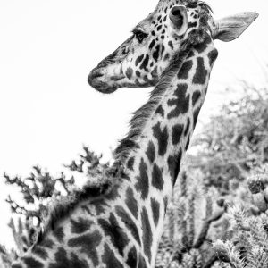 Girafe